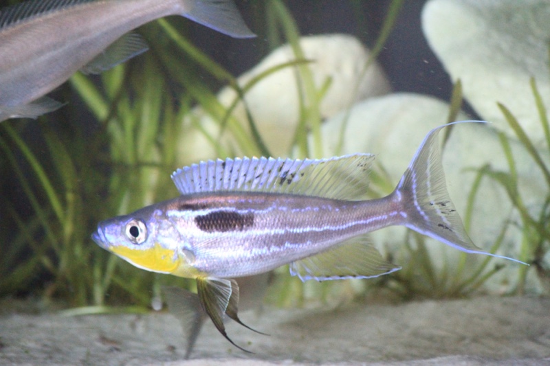 Benthochromis horii 'Kasanga'